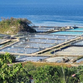 High-Density Aquaculture